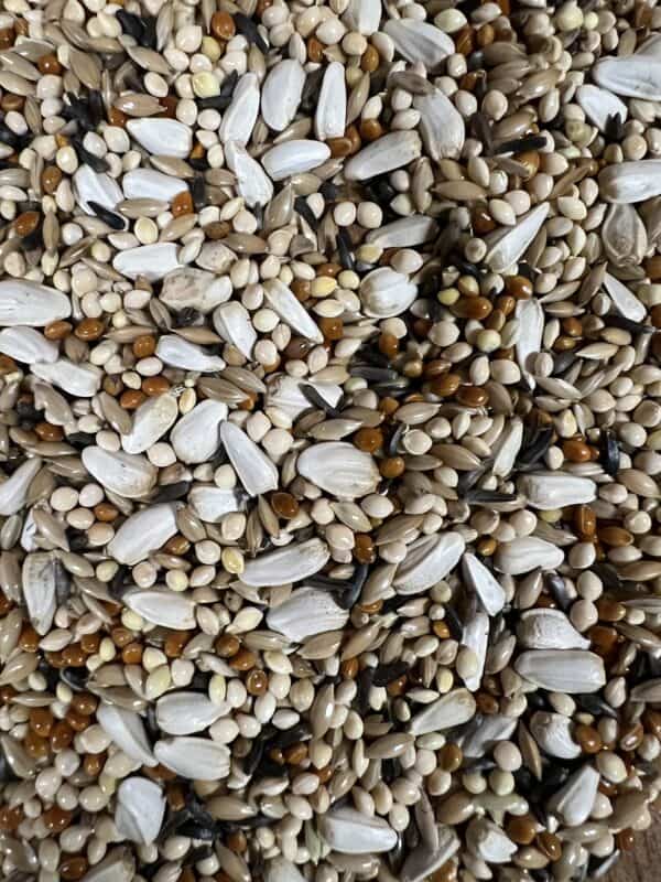 Mixed birdseed close-up view.